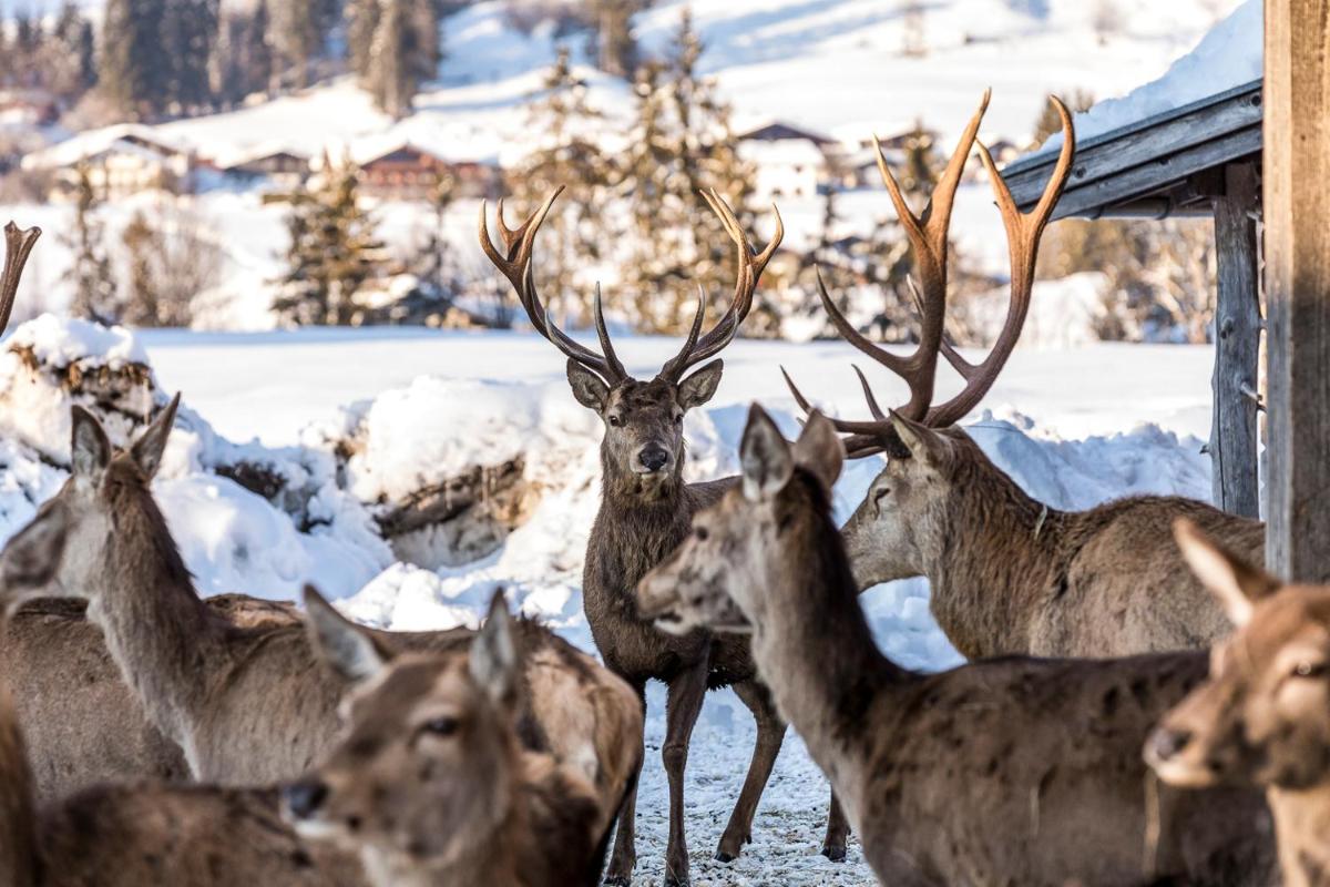 Relais & Châteaux Gut Steinbach Hotel Chalets SPA