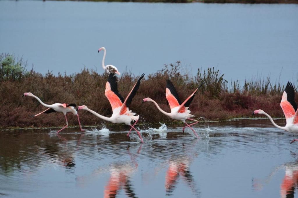 Lu' Hotel Riviera - Carloforte