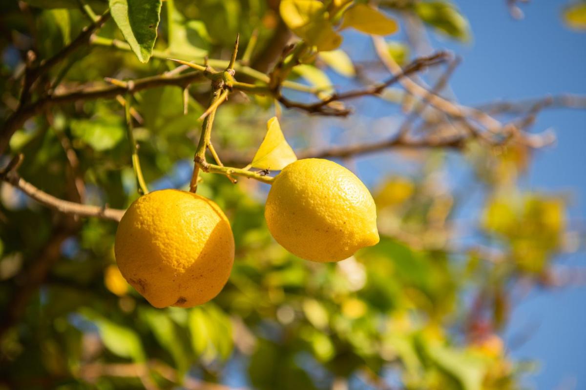 Hotel Rural Can Partit Adults Only-Ibiza