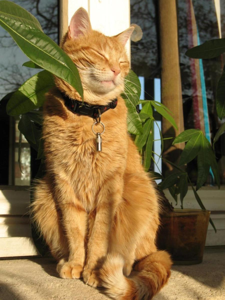 Hôtel L'Yeuse - Teritoria