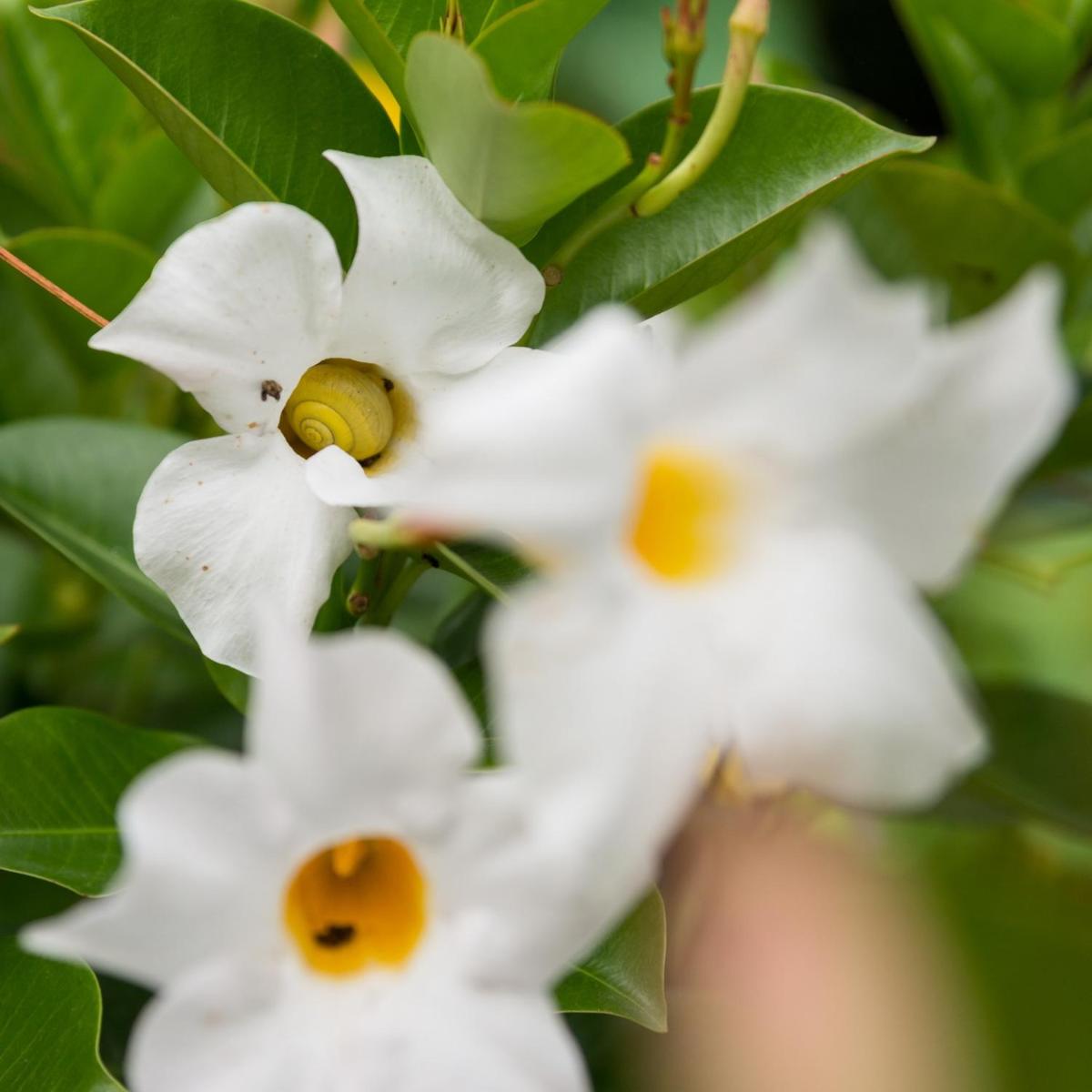 Hôtel & Restaurant Château Landsberg & Spa