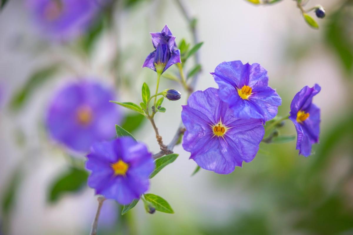 Borgo dei Lecci Puglia