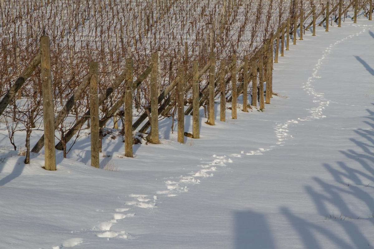 Il Roncal Wine Resort - for Wine Lovers