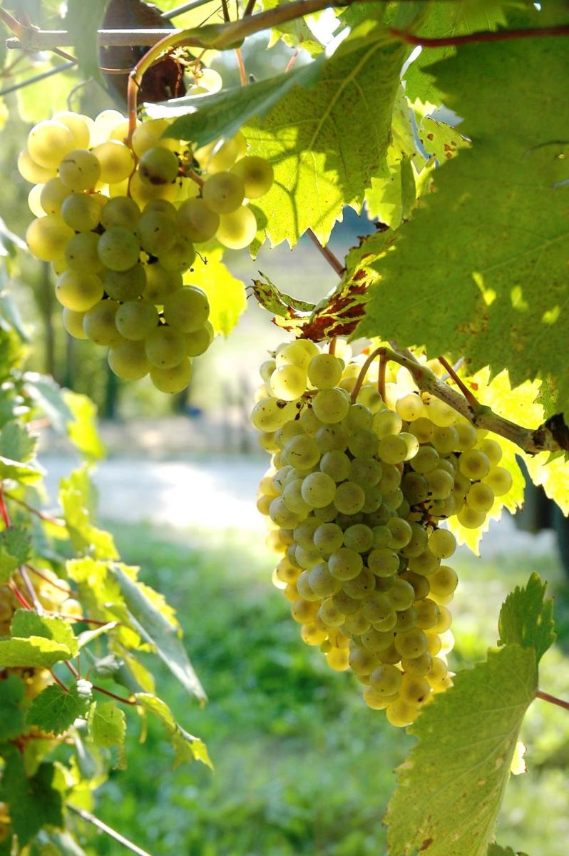 Il Roncal Wine Resort - for Wine Lovers