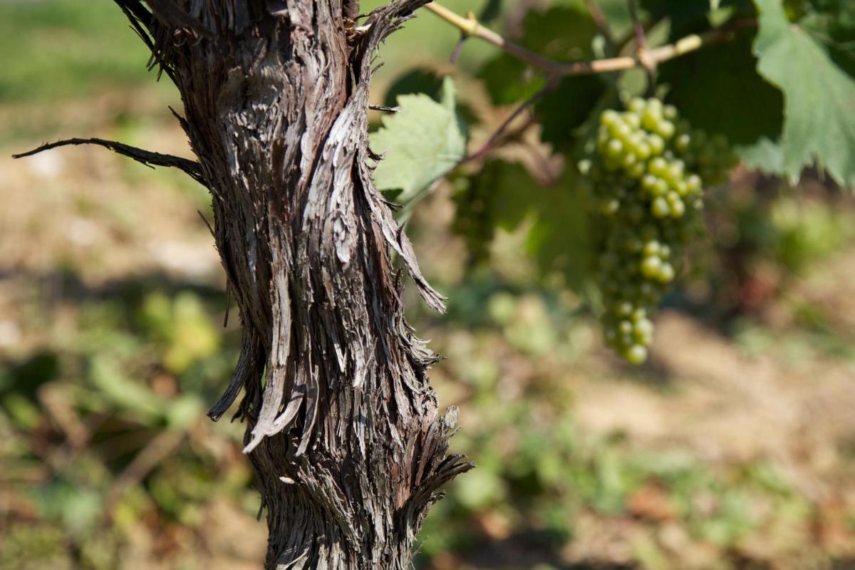 Il Roncal Wine Resort - for Wine Lovers