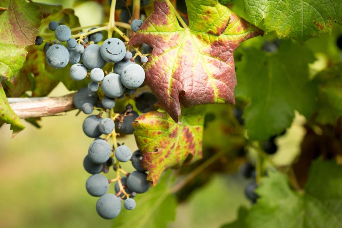 Il Roncal Wine Resort - for Wine Lovers