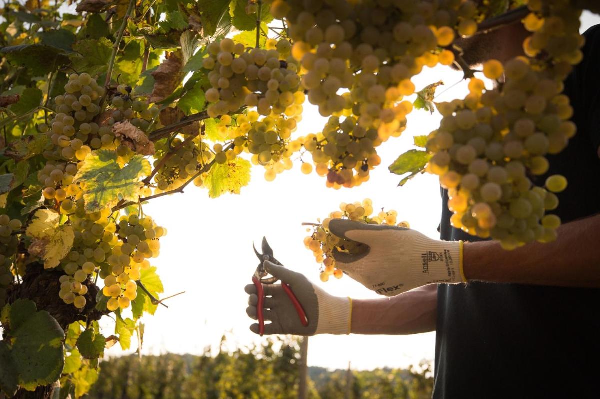 Il Roncal Wine Resort - for Wine Lovers