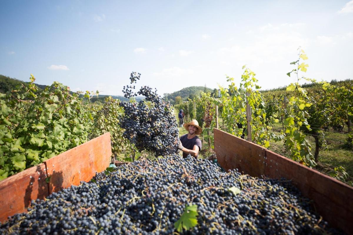 Il Roncal Wine Resort - for Wine Lovers