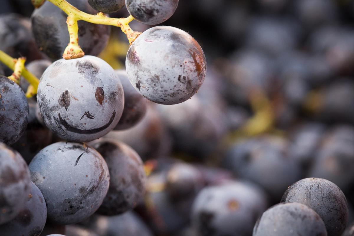 Il Roncal Wine Resort - for Wine Lovers