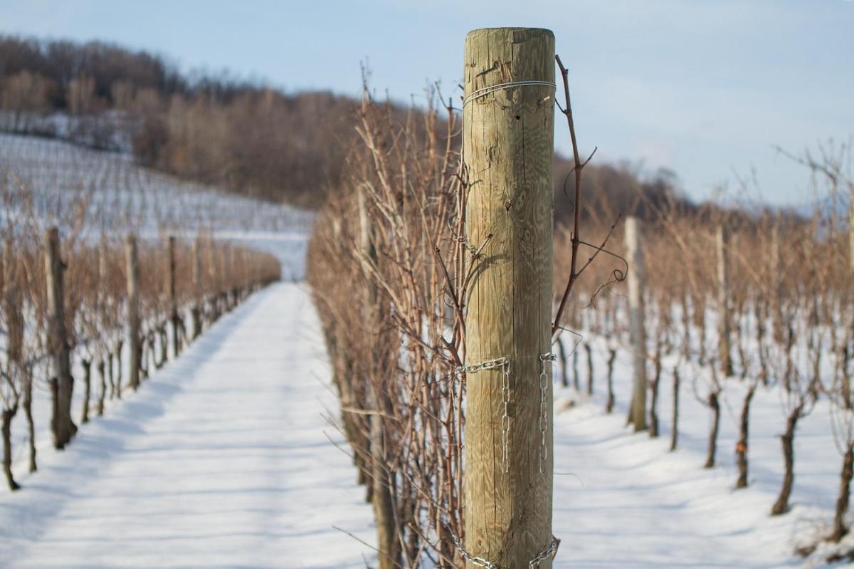 Il Roncal Wine Resort - for Wine Lovers