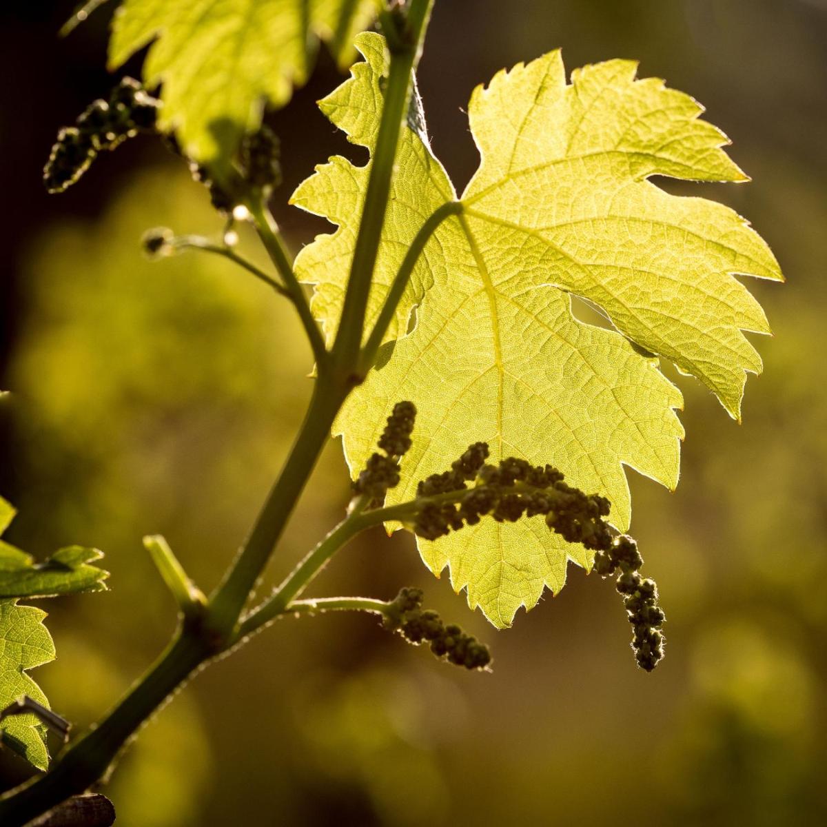 Il Roncal Wine Resort - for Wine Lovers