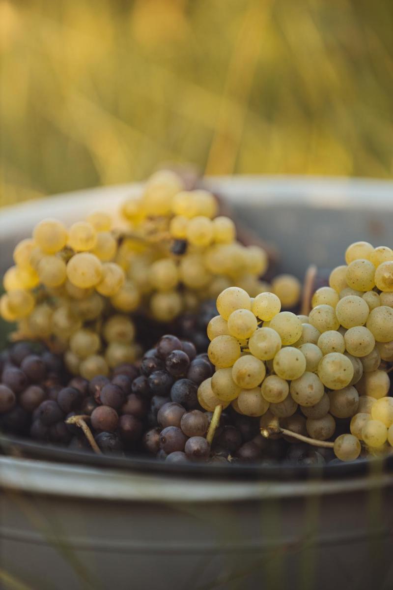 Il Roncal Wine Resort - for Wine Lovers only