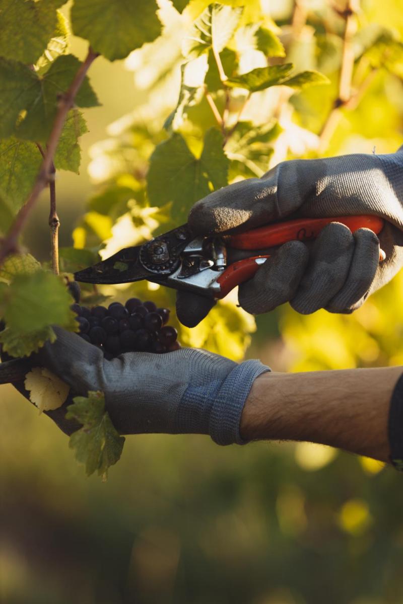 Il Roncal Wine Resort - for Wine Lovers only