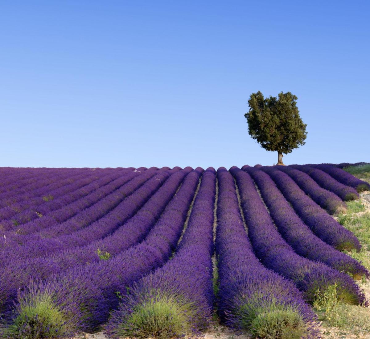 InterContinental Marseille - Hotel Dieu by IHG