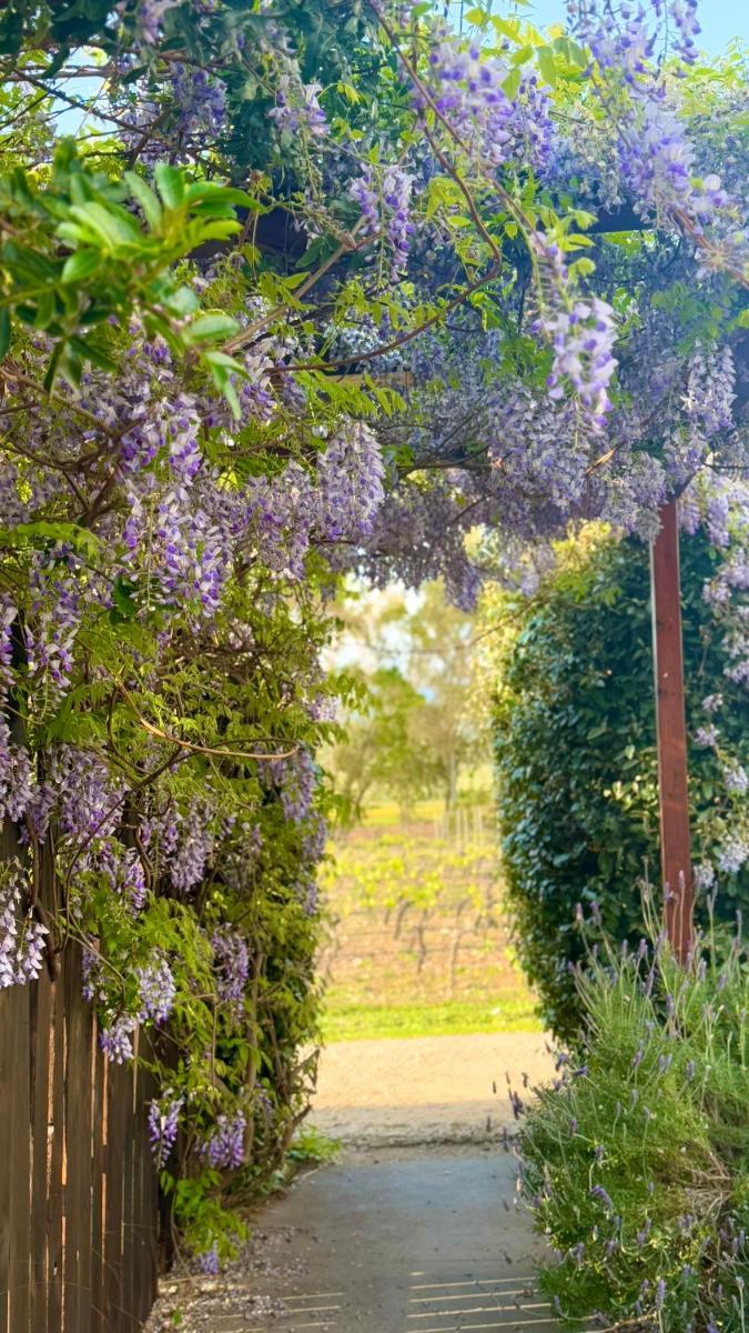 Is Cheas wine farm boutique hotel