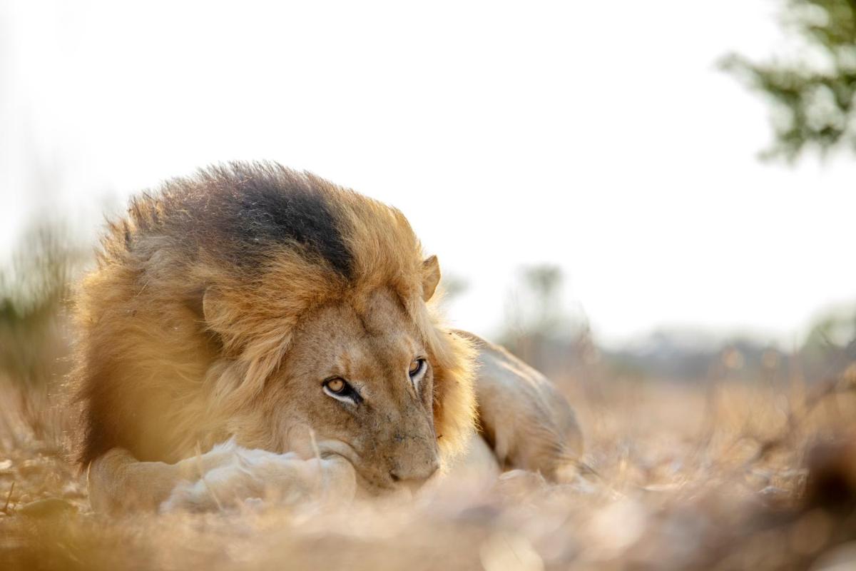 Jabulani Safari Relais & Chateaux