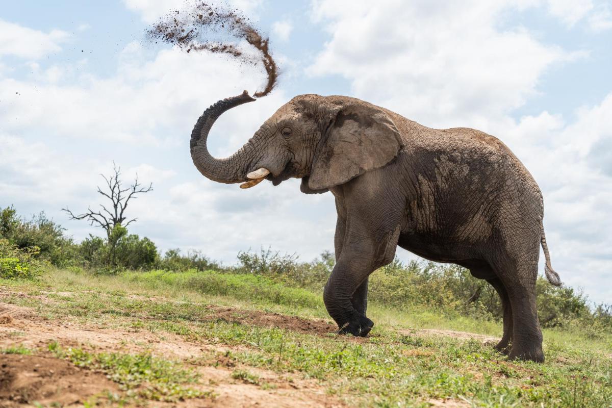Jabulani Safari Relais & Chateaux