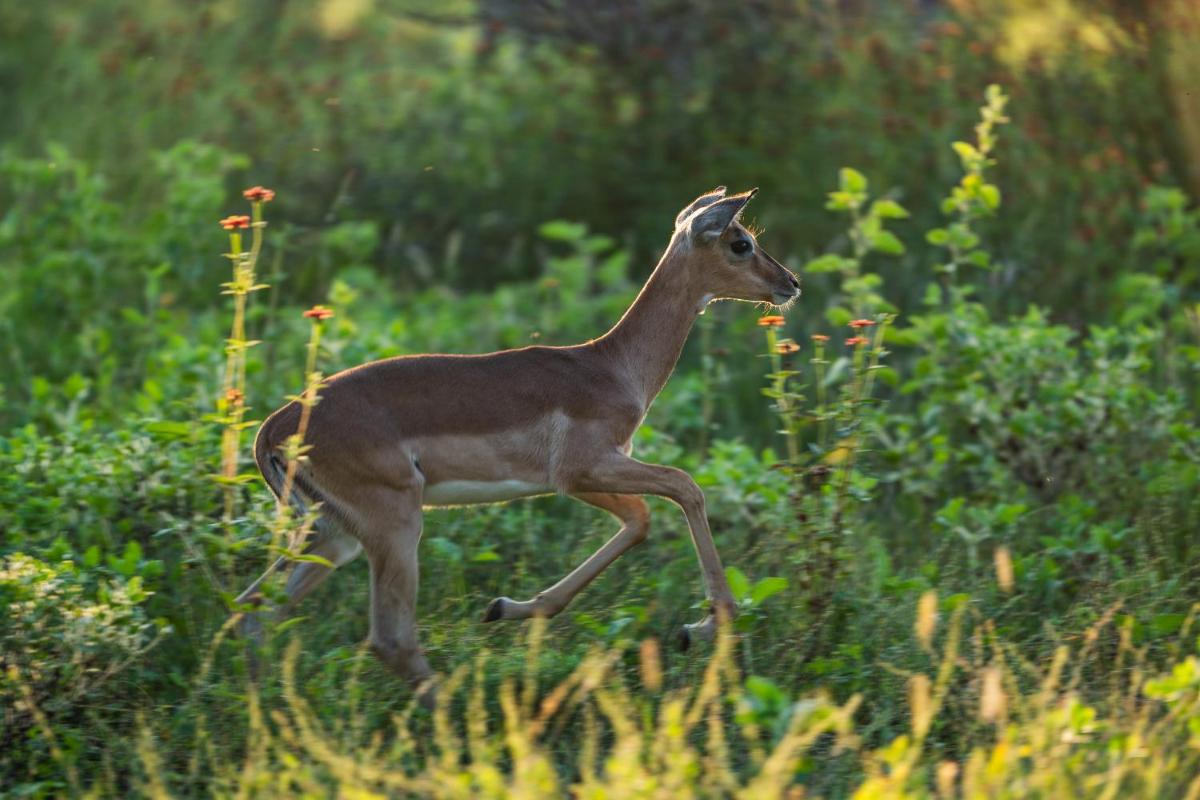 Jabulani Safari Relais & Chateaux