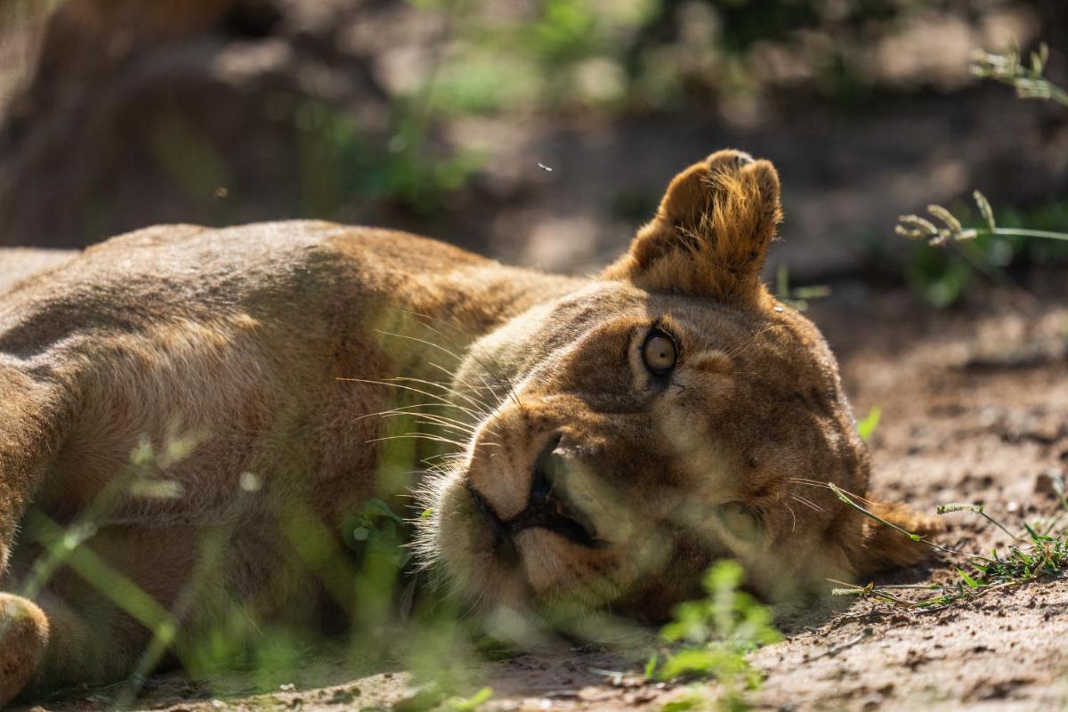 Jabulani Safari Relais & Chateaux