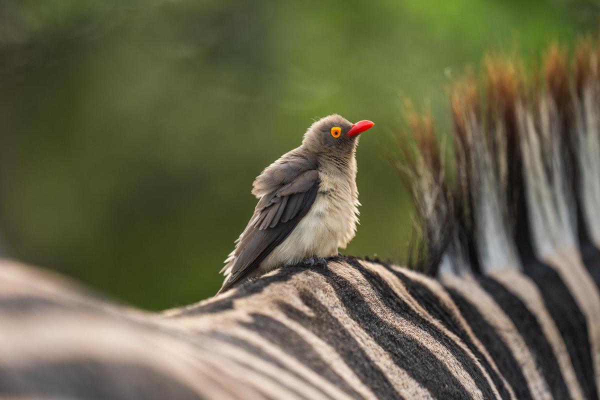Jabulani Safari Relais & Chateaux