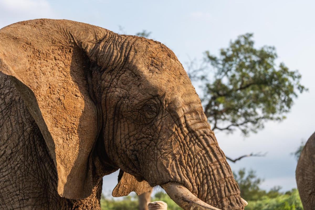 Jabulani Safari Relais & Chateaux
