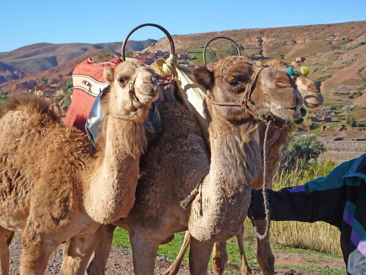 Kasbah Angour