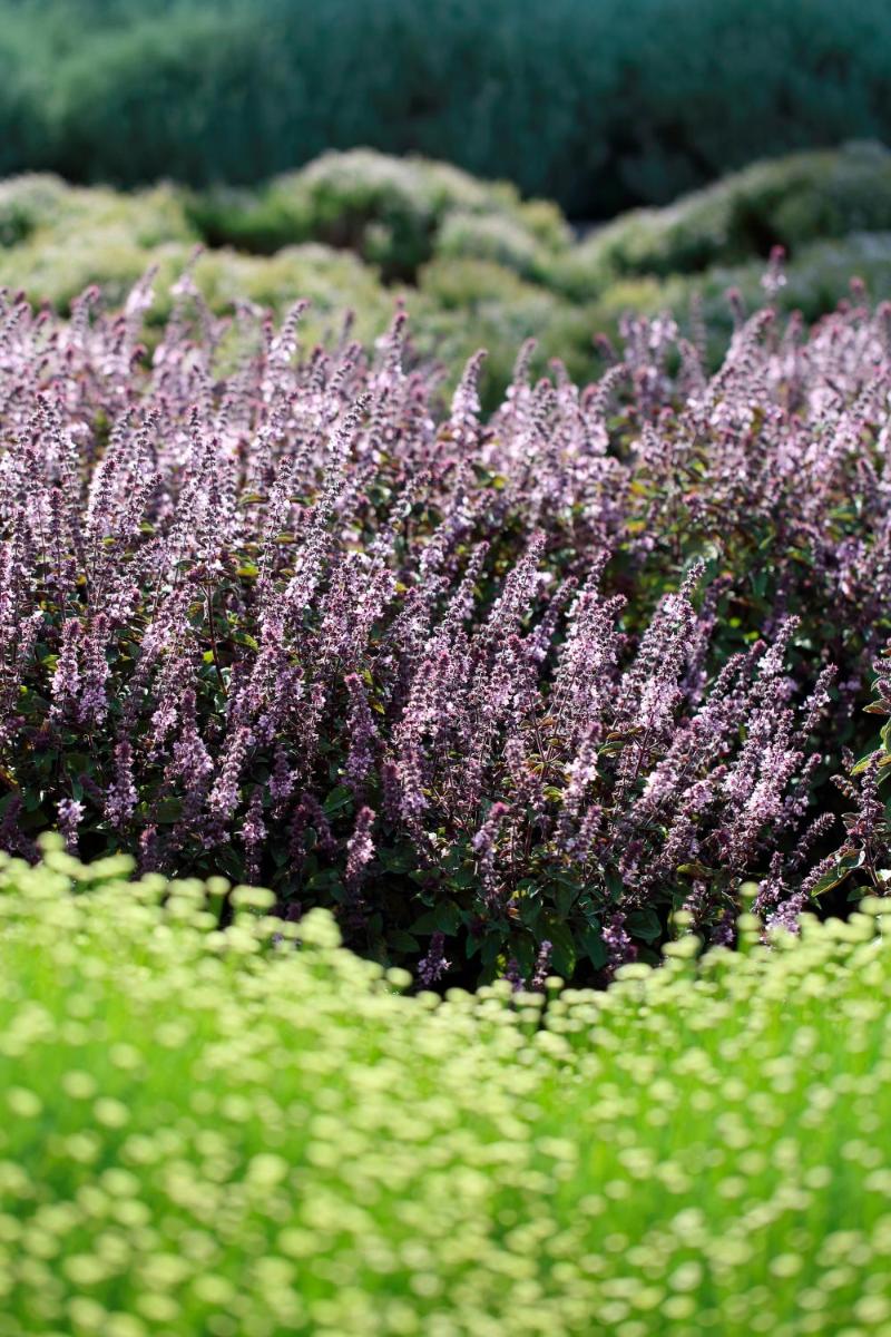 La Foresteria Planeta Wine Resort & Beach Club