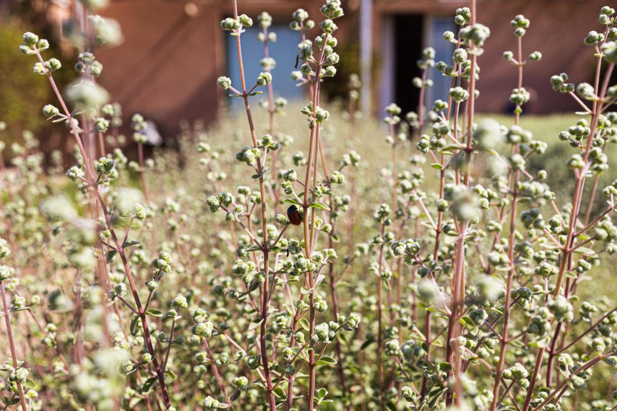 La Foresteria Planeta Wine Resort & Beach Club