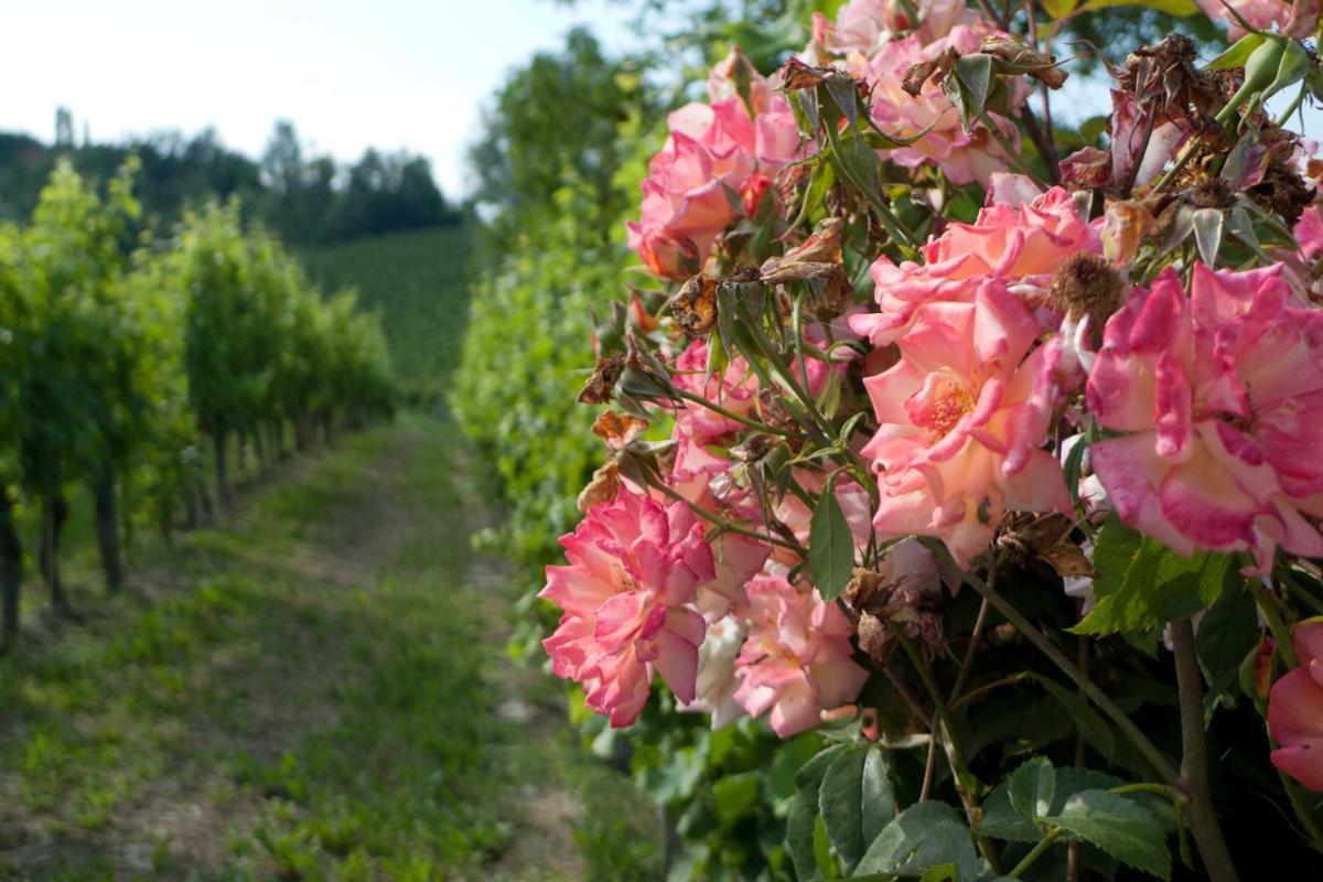 La Giribaldina Winery & Farmhouse