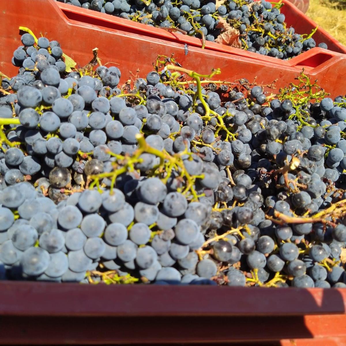 La Giribaldina Winery & Farmhouse