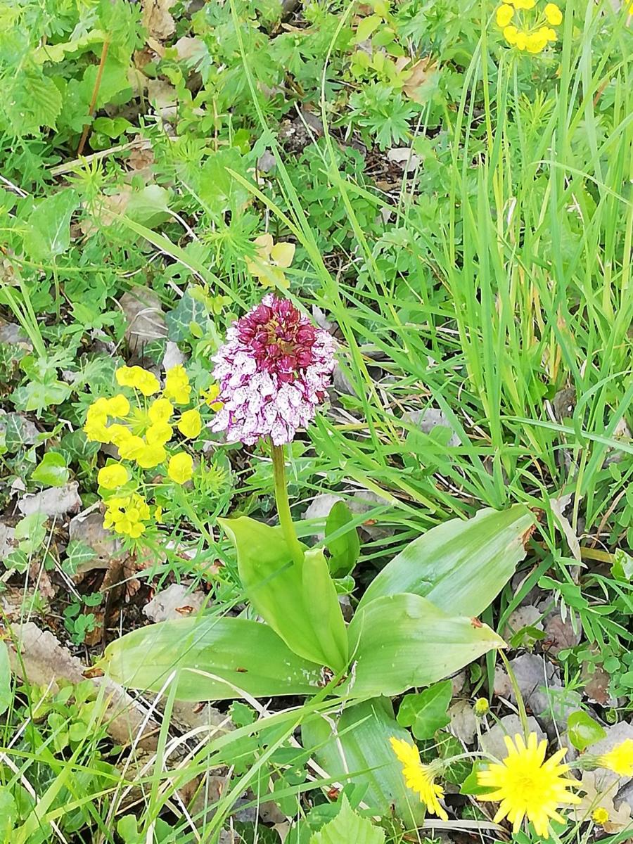 La Giribaldina Winery & Farmhouse