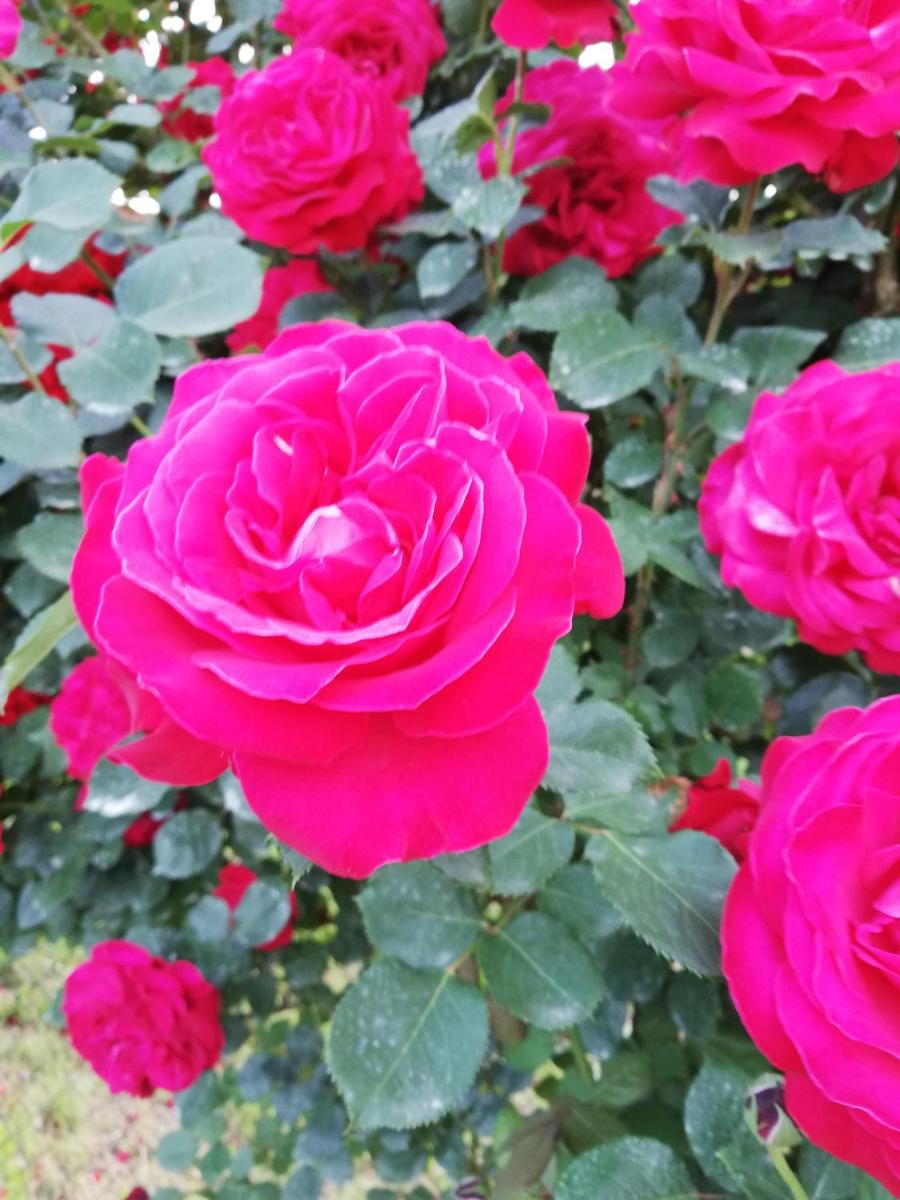 La Giribaldina Winery & Farmhouse