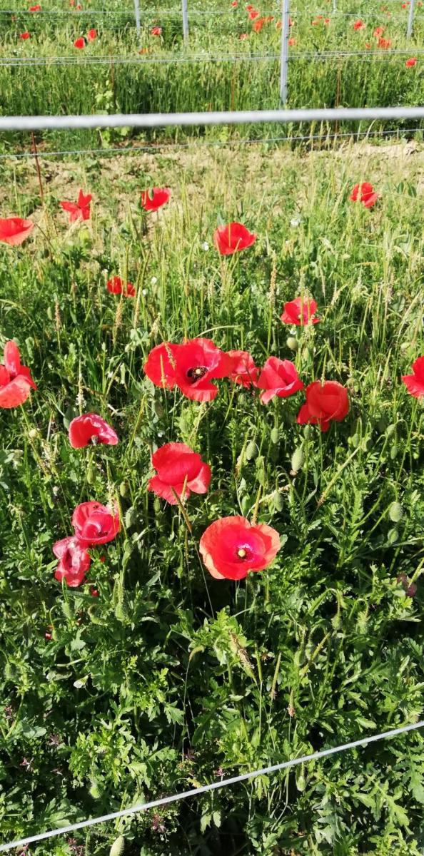 La Giribaldina Winery & Farmhouse