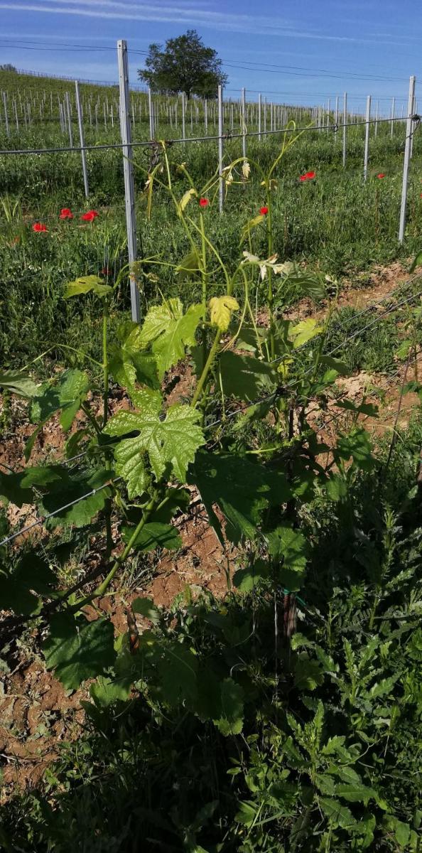 La Giribaldina Winery & Farmhouse