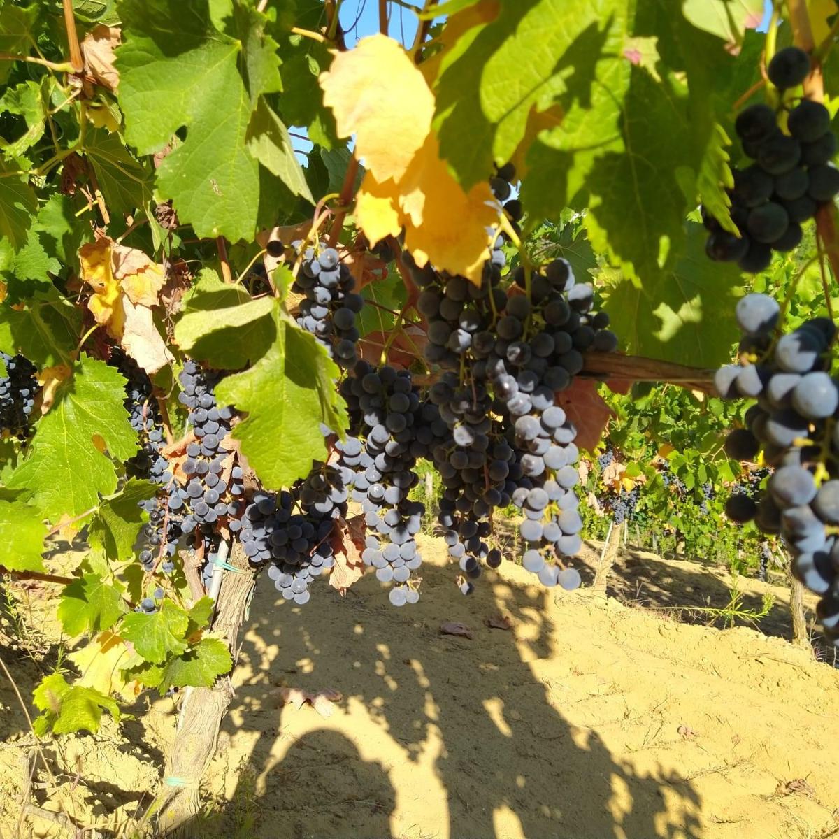 La Giribaldina Winery & Farmhouse