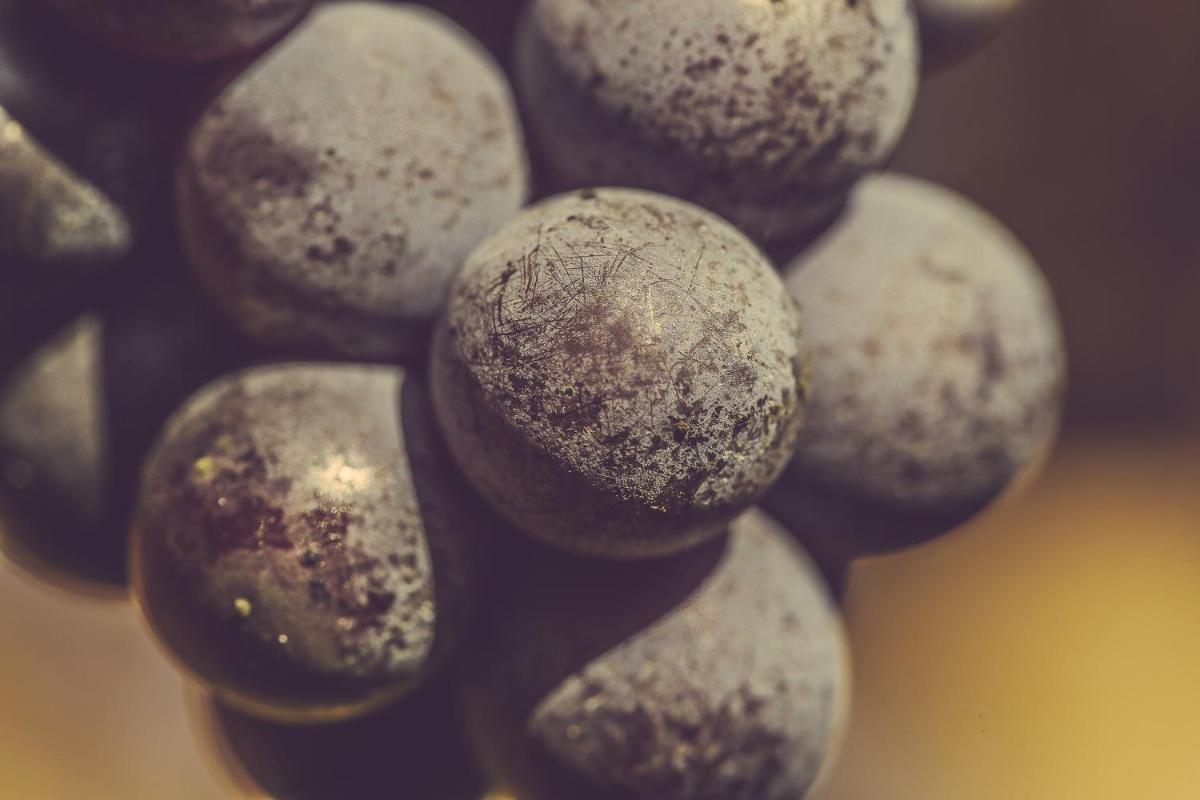 Langhe Country House