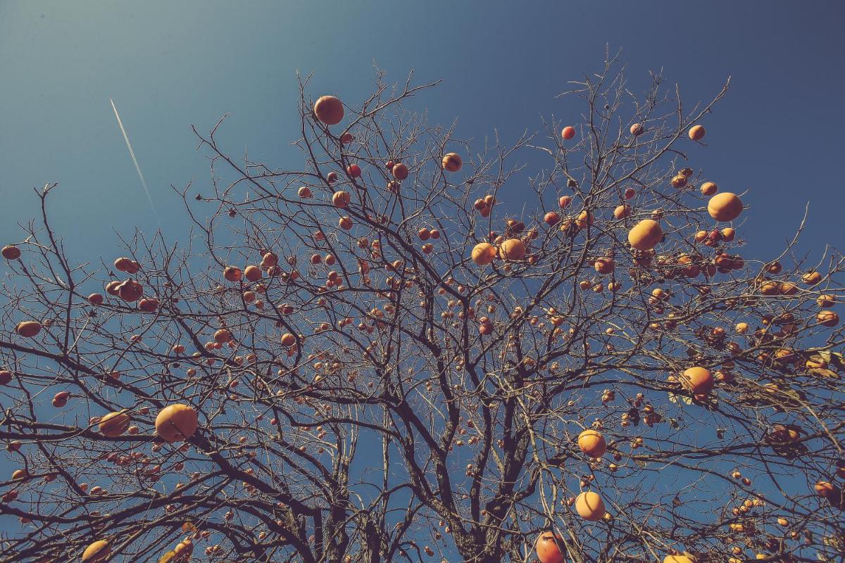 Langhe Country House