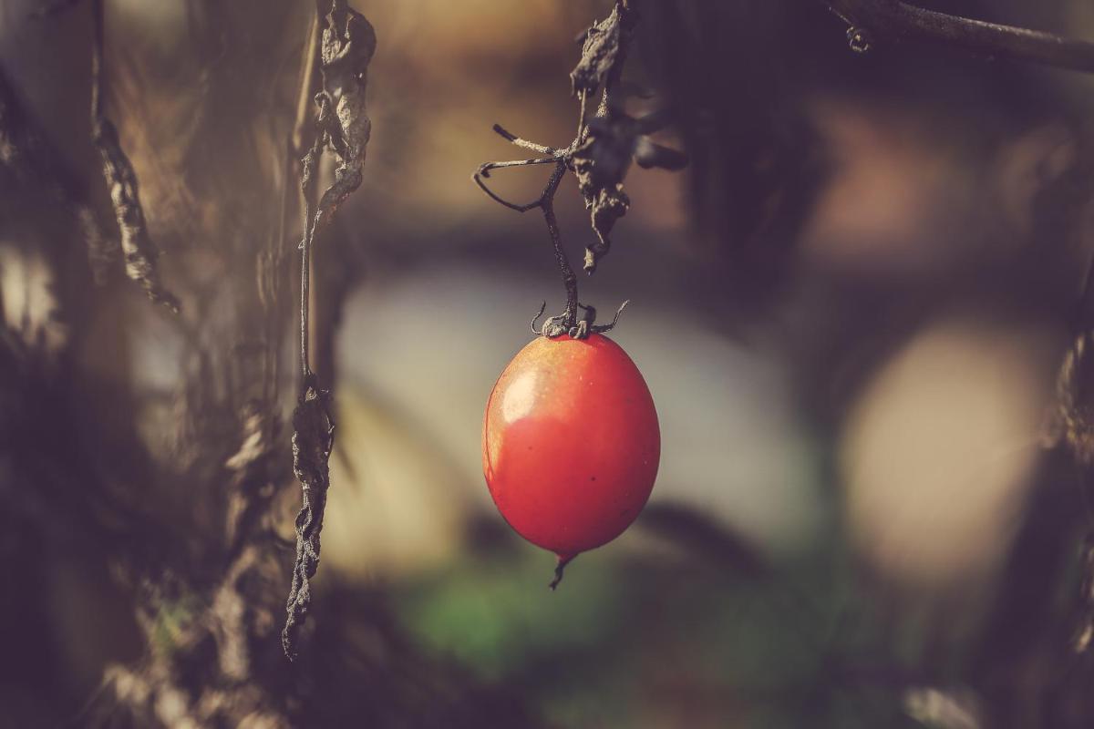 Langhe Country House