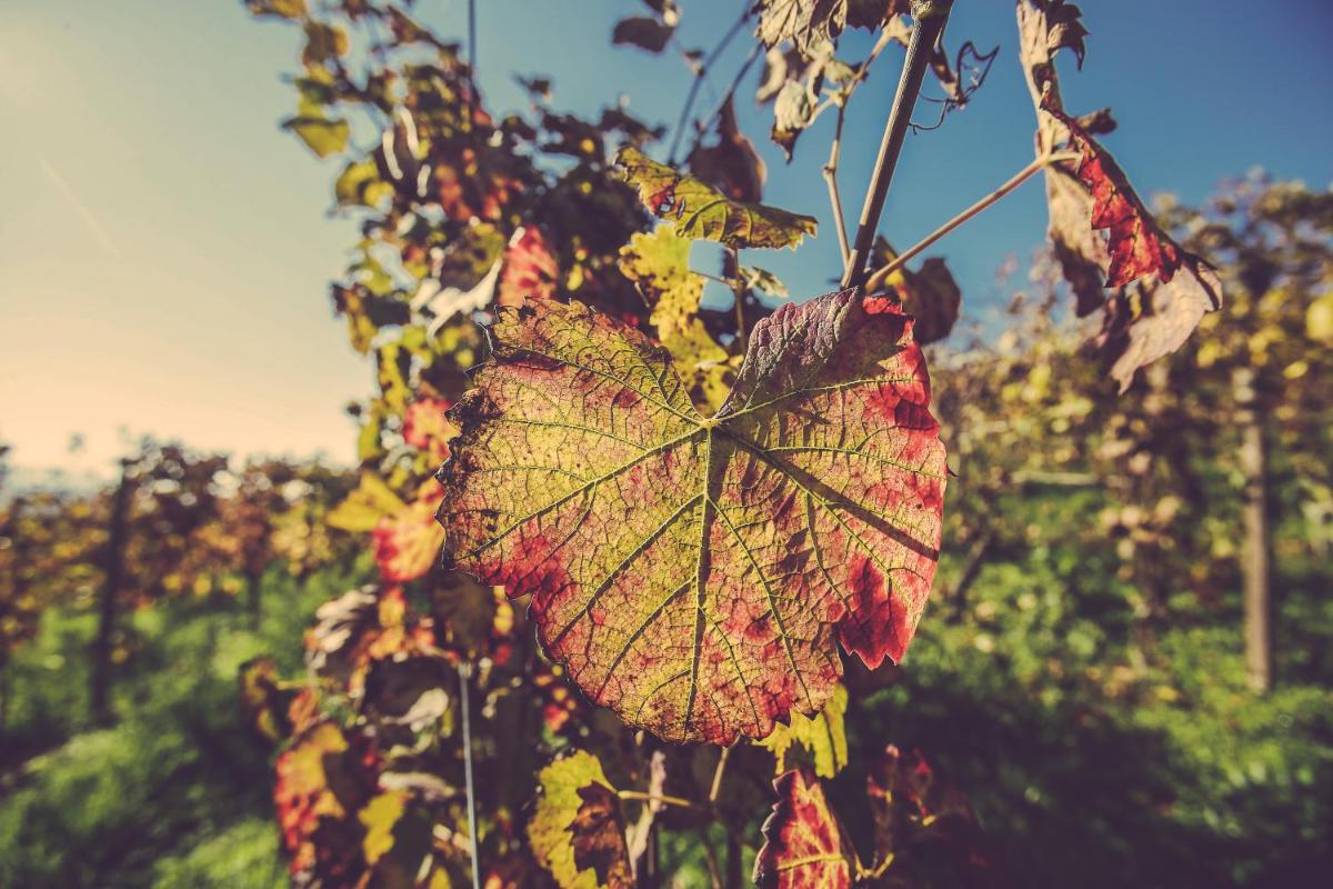 Langhe Country House