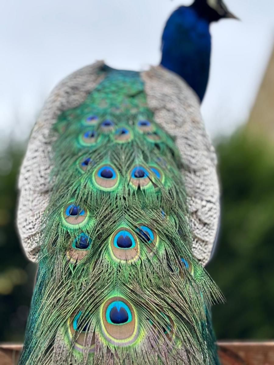 Langley Castle Hotel