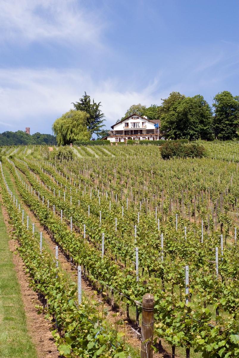 Le Clos Saint-Vincent