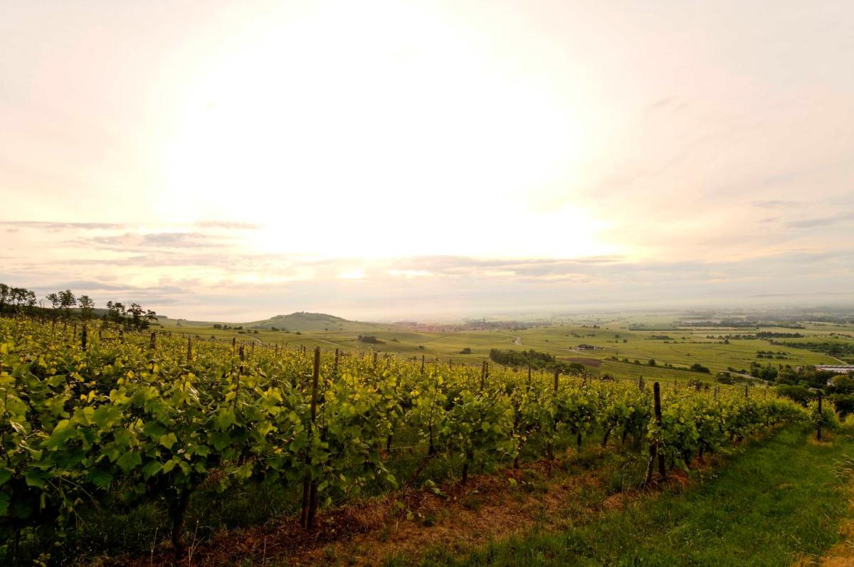 Le Clos Saint-Vincent