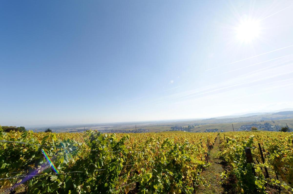 Le Clos Saint-Vincent