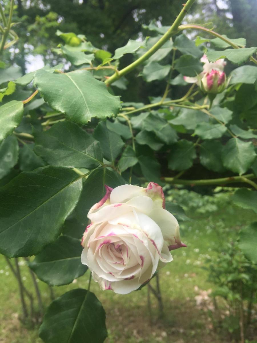 Le dimore de Il borgo del balsamico