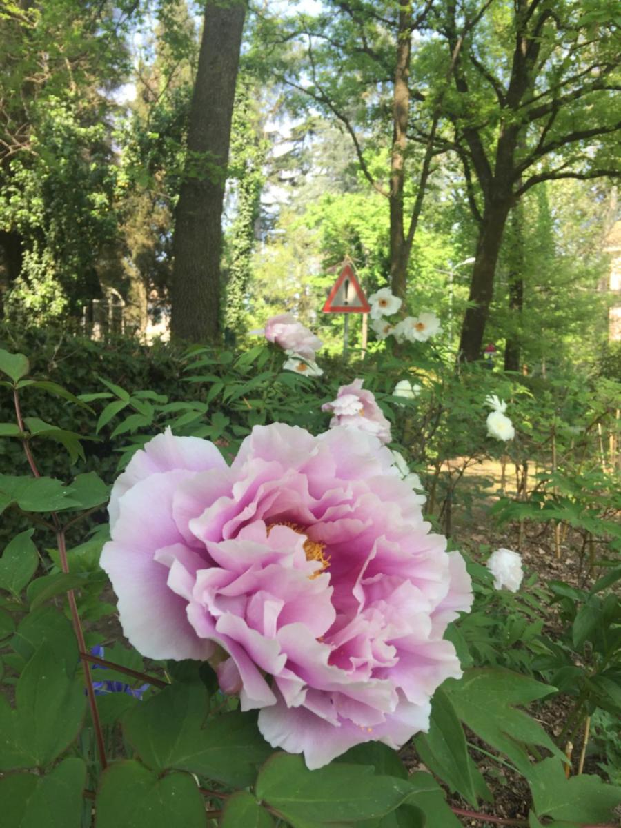 Le dimore de Il borgo del balsamico