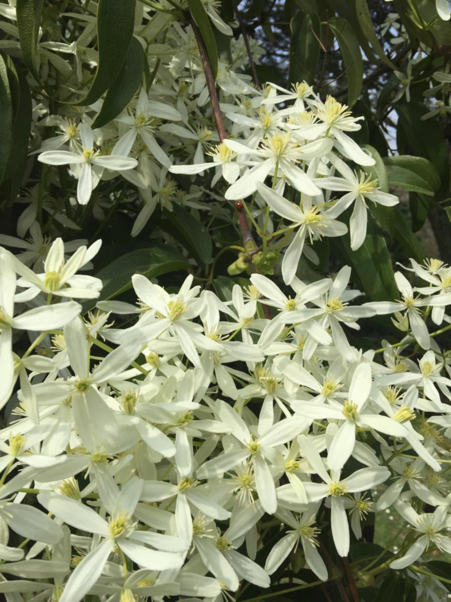 Le dimore de Il borgo del balsamico