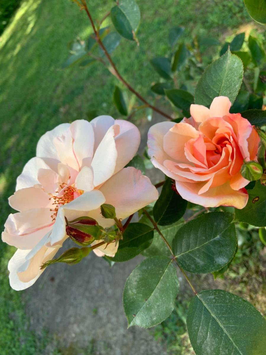 Le dimore de Il borgo del balsamico