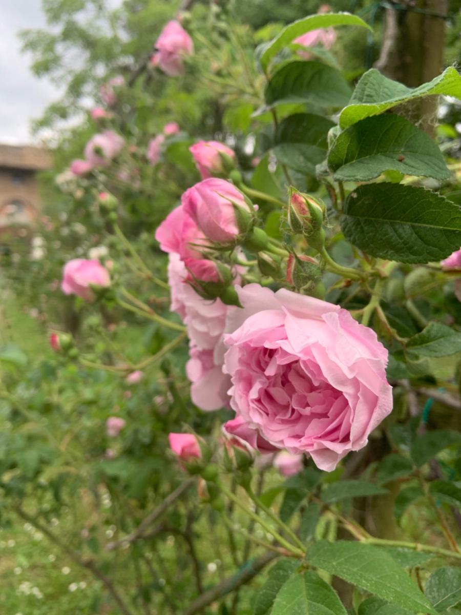 Le dimore de Il borgo del balsamico