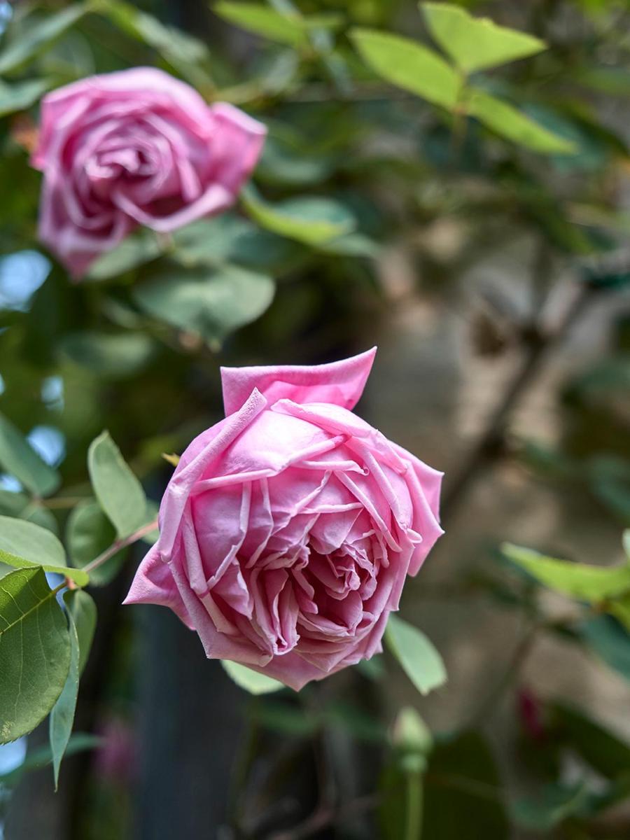 Le dimore de Il borgo del balsamico