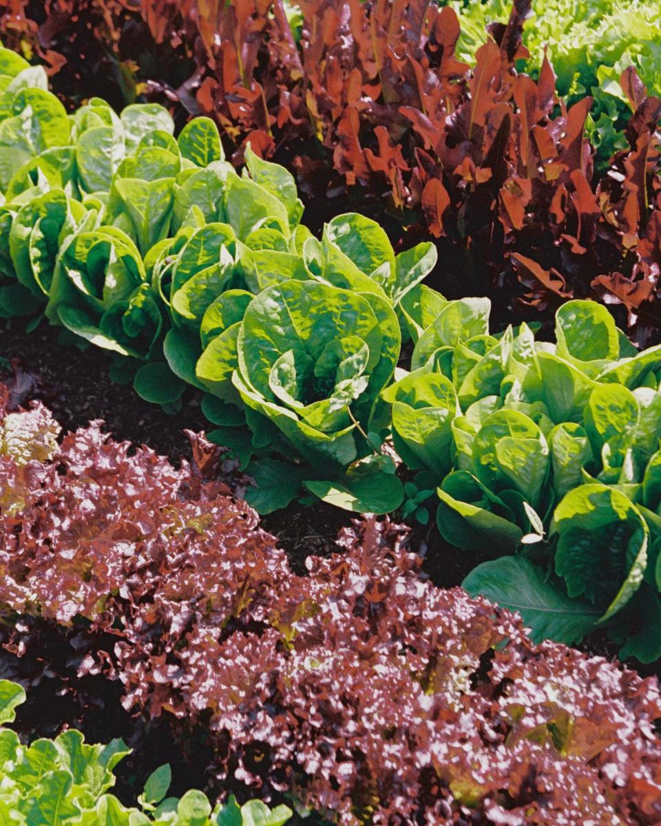 Le Manoir aux Quat'Saisons, A Belmond Hotel, Oxfordshire